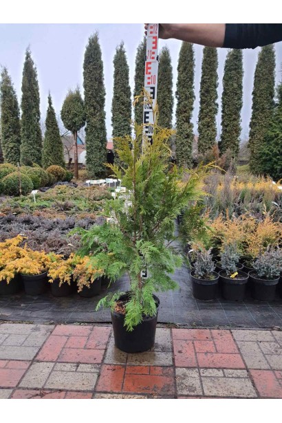 Кипарисовик Лавсона Стардаст - 7,5л/вис.90-110см/Ø40-50см